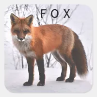 Red Fox In Snow Square Sticker