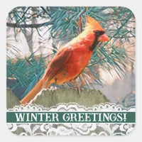 Cardinal in Front of Pine Tree Winter Seal