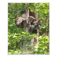 Cute Squirrel Family in Spring Nature Photography Photo Print