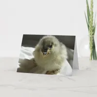 Adorable Blue Cochin Chick Card