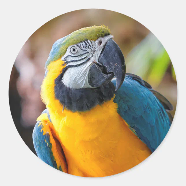 Beautiful Blue and Gold Macaw Classic Round Sticker