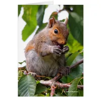 Cute Cherry Picking Eastern Gray Squirrel
