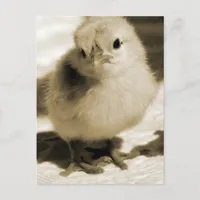 Boot's Chick Postcard