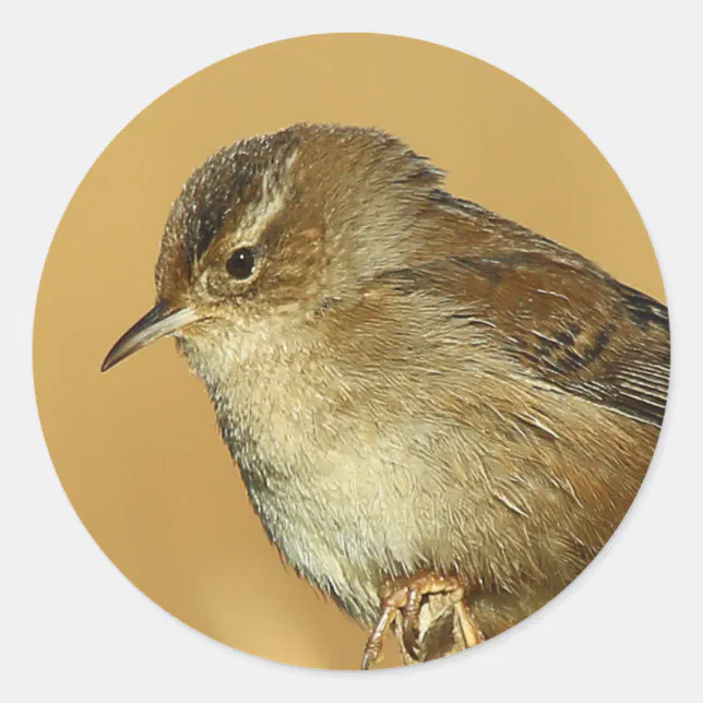 Profile of a Marsh Wren Classic Round Sticker