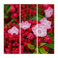Mountain Laurel: Beauty with a Price Triptych