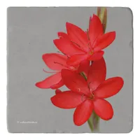 Elegant River Lily / Hesperantha Coccinea Trivet