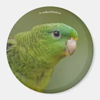 Lineolated Parakeet Magnet