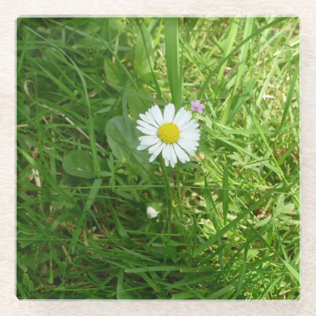 Pretty Little White and Yellow Miniature Daisy Glass Coaster