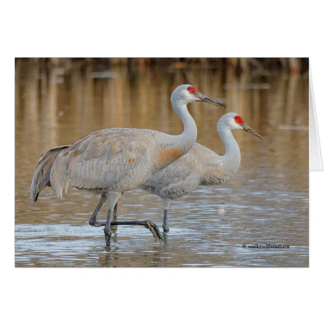 A Pair of Wading Greater Sandhill Cranes