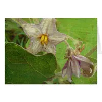 Eggplant Flowers