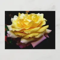 Yellow Rose Flower Postcard