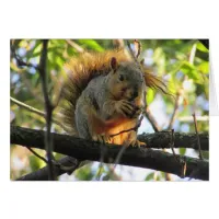 Cute Squirrel Holding Nut Blank Card