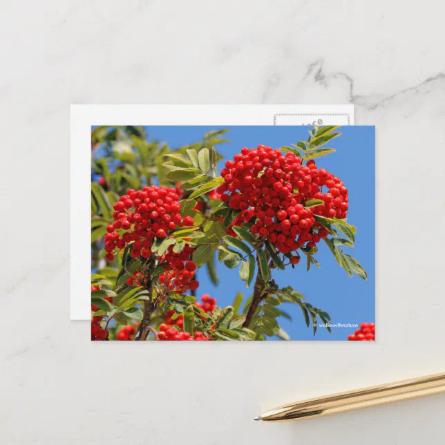 Red Mountain Ash Rowan Berries Postcard