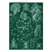 Siphonophorae Cards