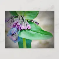Virginina Bluebells Postcard