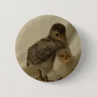 2 Blue/Gray Chicks Button