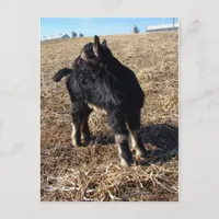 Black and Tan Kid Named Dobie Postcard