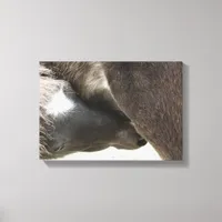 Nursing Foal Canvas Print