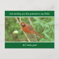 Cardinal  saying Hello and Miss You Postcard