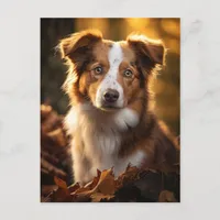 Gorgeous Autumn Austrailian Shepherd Postcard