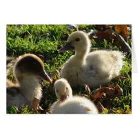 Ducklings
