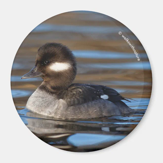 Cute Bufflehead Duck on Sunlit Waters Magnet