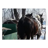Pinto Draft Horses