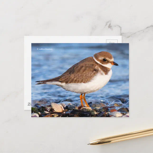 Beautiful Semipalmated Plover at Beach Postcard