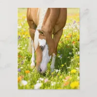 Paint horse in the wildflower meadow  postcard