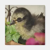 Frizzle Chick in Flowers Magnet