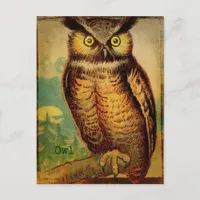 Owl Postcard