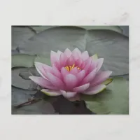 Pink Water Lily Postcard