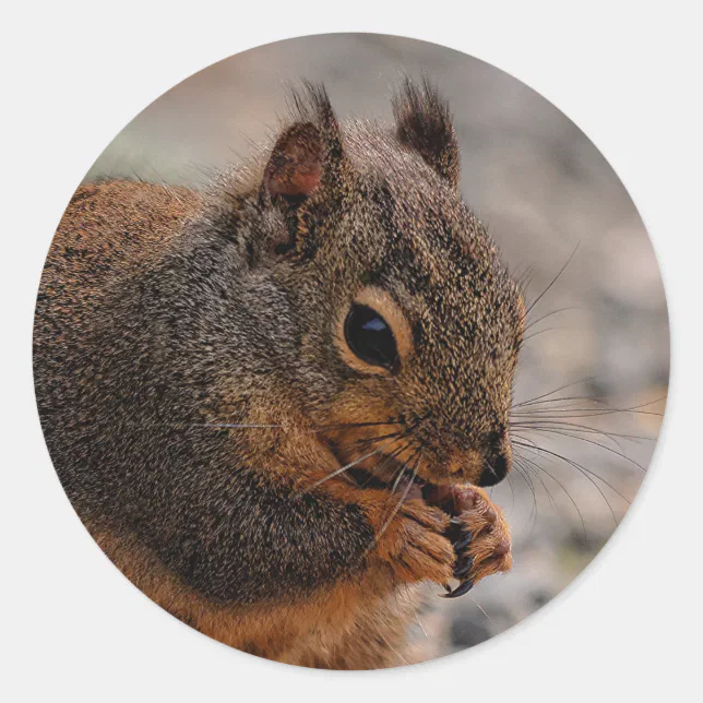 A Busy Douglas Squirrel Classic Round Sticker