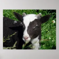 Amy's Lamb Poster