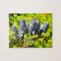 Stunning Big Blue Korean Fir Tree Cones Jigsaw Puzzle