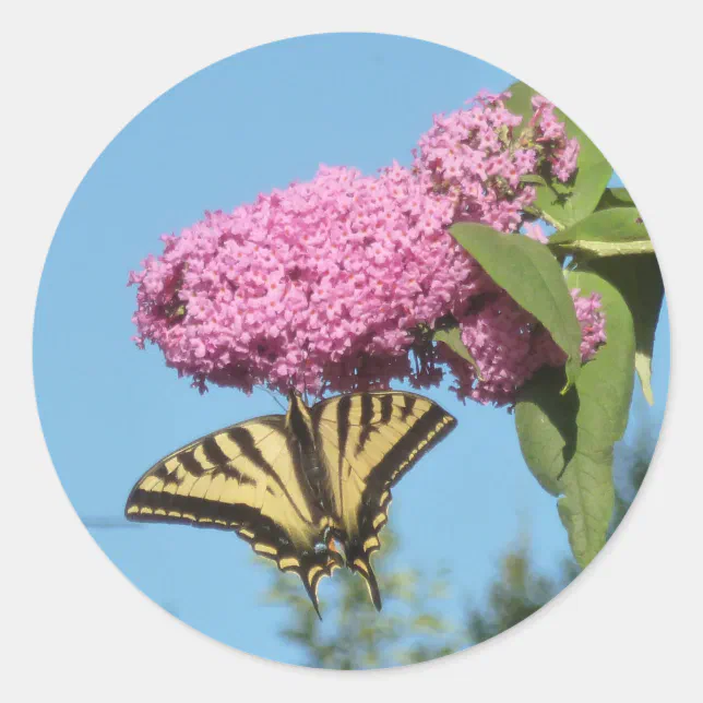 Yellow Tiger Swallowtail on Pink Butterfly Bush Fl Classic Round Sticker