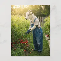 The Goat Gardener Postcard