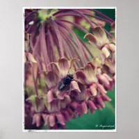 Milkweed and Fly Poster
