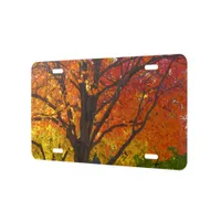 Autumn Leaves of Yellow and Orange Photo License Plate