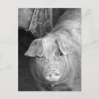 Pig in Black and White Postcard