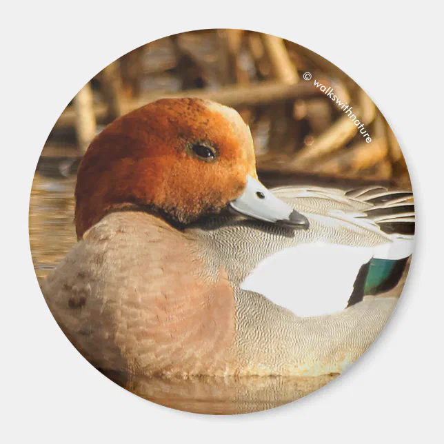 Handsome Stranger in Town Eurasian Wigeon Magnet