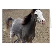 Mini Horse in Liberty Class at a Horse Show