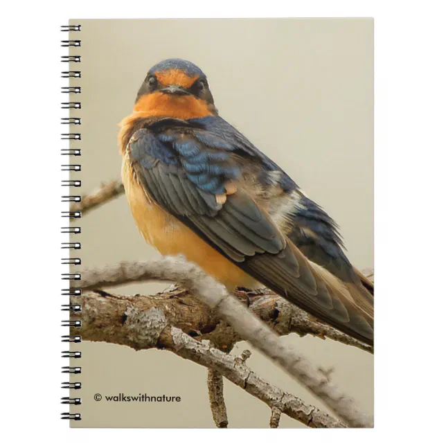 Trading Stares with a Barn Swallow Notebook