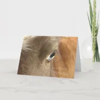 Blue Eyed Mini Filly, Birthday Card