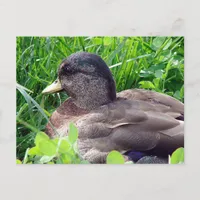 Call Duck Drake Postcard
