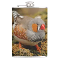 Cute Zebra Finch Songbird on the Rocks Flask