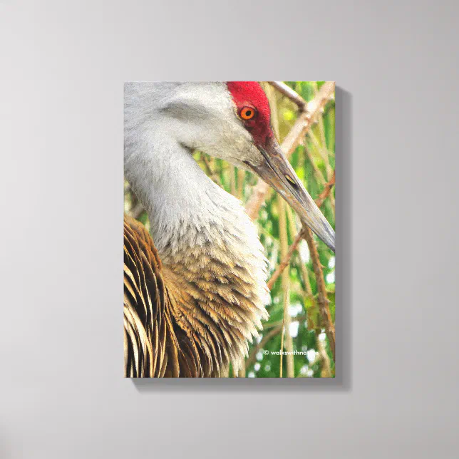 Elegant Profile of a Greater Sandhill Crane Canvas Print