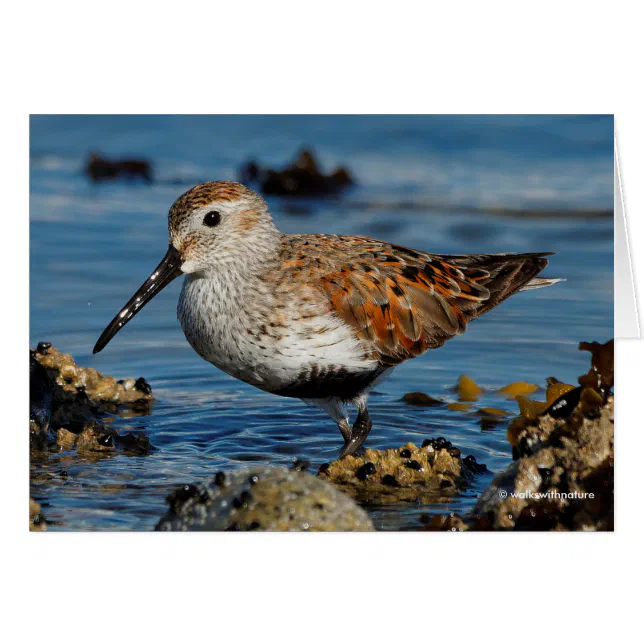 A Beautiful Dunlin Goes Solo Card