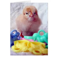 Baby Chick