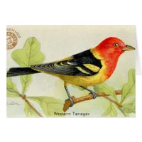 Western Tanager